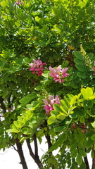 Indigofera jucunda