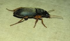 Harpalus