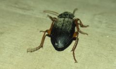 Harpalus