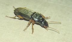Harpalus