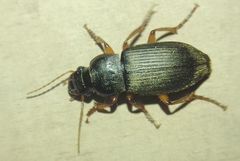 Harpalus