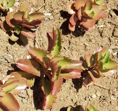 Kalanchoe sexangularis