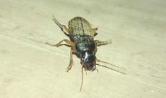 Harpalus