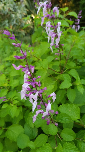 Ocimum
