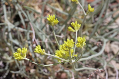 Eriogonum brevicaule laxifolium