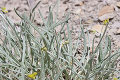 Eriogonum brevicaule laxifolium