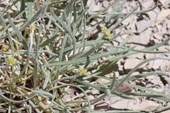 Eriogonum brevicaule laxifolium