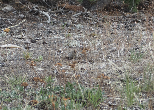 White-crowned Sparrow photographed in Wyoming