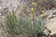 Eriogonum brevicaule laxifolium