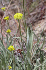 Eriogonum brevicaule laxifolium