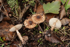Lepiota pseudolilacea