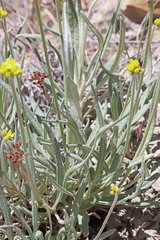 Eriogonum brevicaule laxifolium