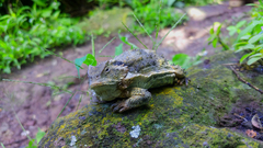 Phrynosoma braconnieri