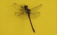 Orthemis attenuata