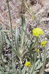 Eriogonum brevicaule laxifolium
