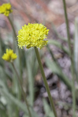 Eriogonum brevicaule laxifolium