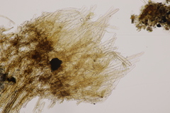 Lepiota pseudolilacea