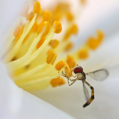 Victoriana attenuata