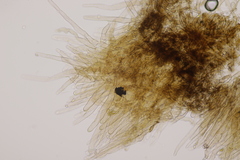 Lepiota pseudolilacea