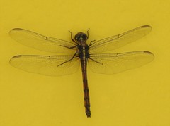 Orthemis attenuata