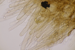 Lepiota pseudolilacea