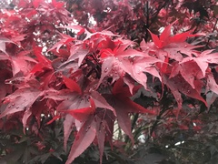 Acer palmatum