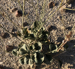 Anulocaulis