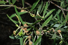 Acacia rostriformis