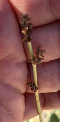 Anulocaulis