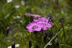 Dianthus alpinus