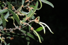 Acacia rostriformis