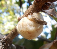 Striatoandricus aciculatus