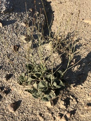 Anulocaulis