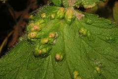 Cecidophyes nudus
