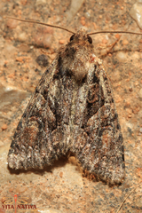 Dryobotodes tenebrosa
