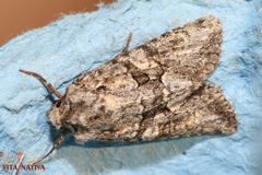 Dryobotodes monochroma