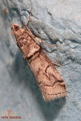 Acrobasis romanella