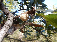 Striatoandricus aciculatus