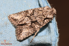 Dryobotodes monochroma