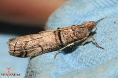 Acrobasis romanella