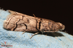 Acrobasis romanella