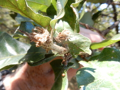 Andricus quercusfoliatus