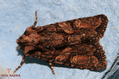 Dryobotodes tenebrosa