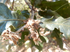 Andricus quercusfoliatus