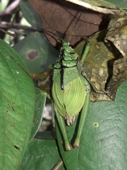 Cibotopteryx