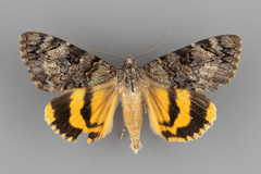 Catocala desdemona