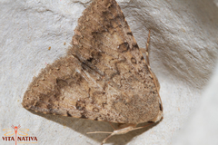 Pandesma robusta