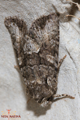 Dryobotodes monochroma