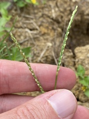 Paspalum langei