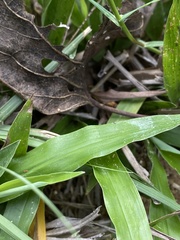 Paspalum langei